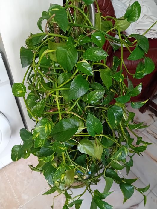 Planta jiboia com vaso