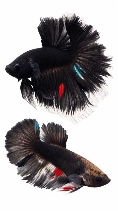 Bettas Tailândia - Premium Selection