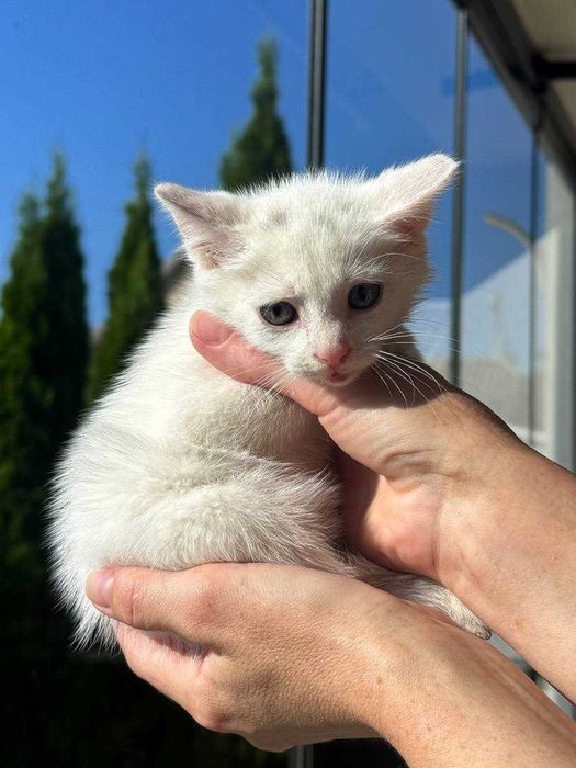 Кошенята ~2 місяці. Білі хлопчик та дівчинка. Безкоштовно.