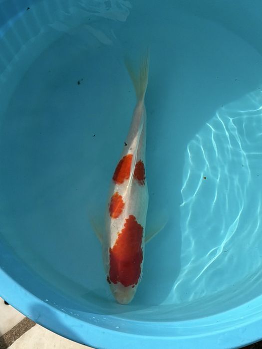 Carpas Koi Kohaku 40-45cm
