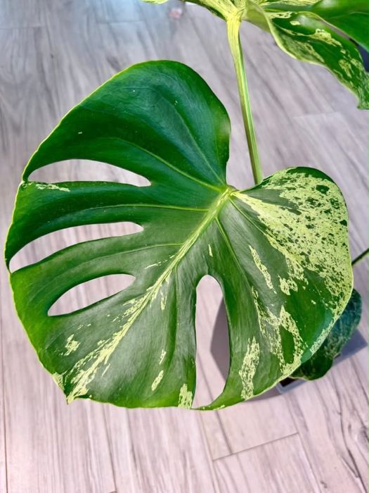 Monstera Bulbasaur