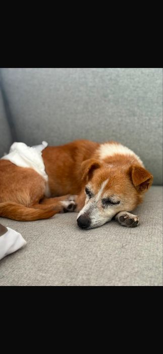 Cão para adoção responsável