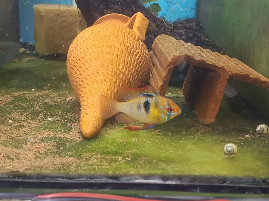 Ramirezi german Blue