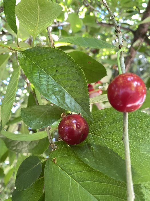 Продам вишню та черешню