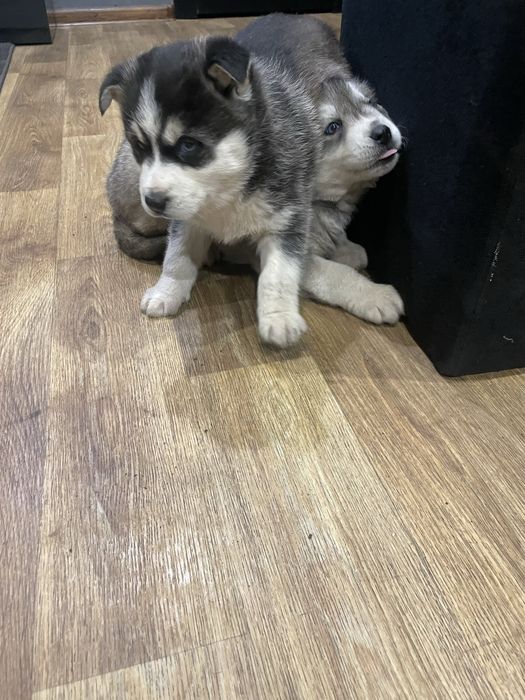 Щенки хаски ,девочка
