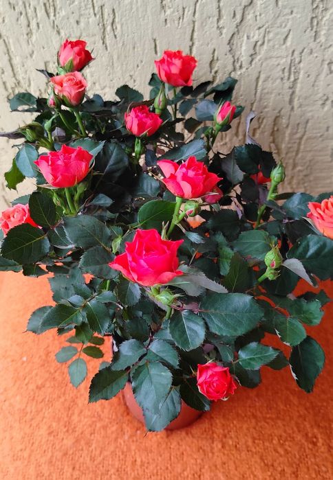 Троянди. Рози. Вазони.