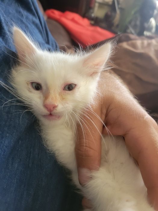 gatinho muito meigo