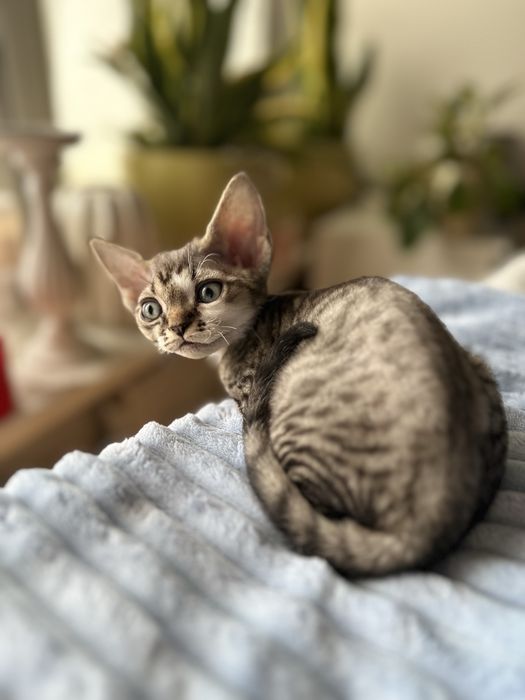 Kotka devon rex Gretta