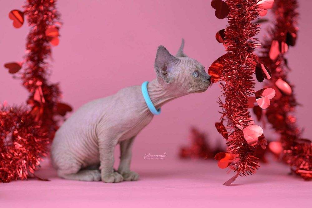 Kocurek niebieski point Drx