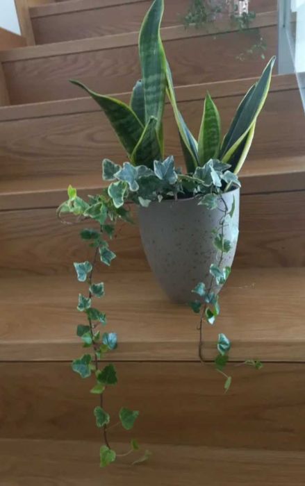 Conjunto de 2 plantas em vaso