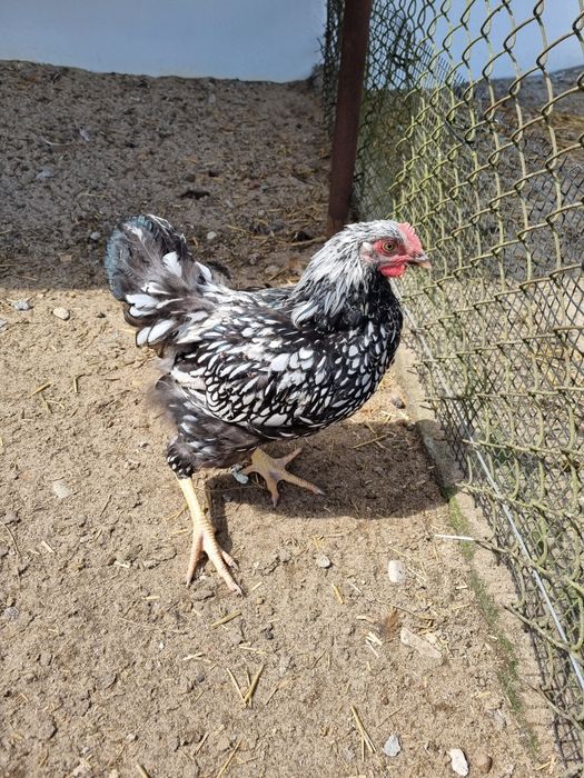 Kogut wyandotte srebrnołuskowany, kogut brahma. lokowany i lawendowy