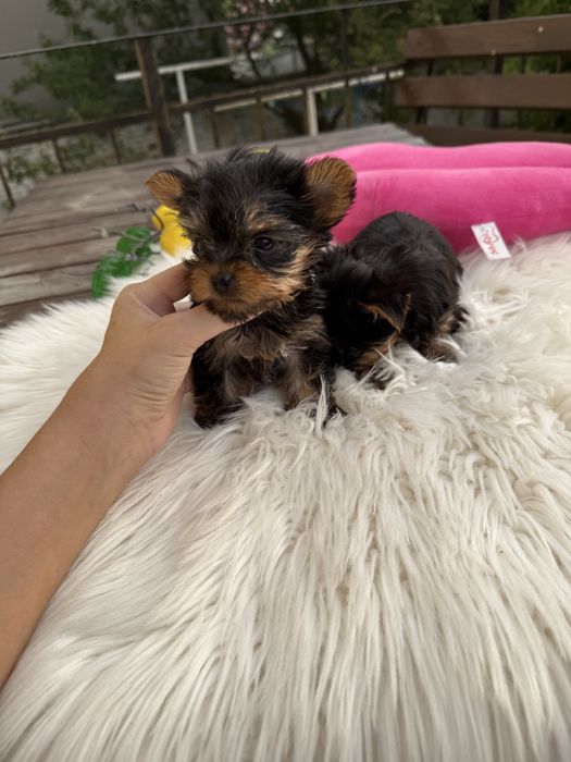 Шикарні мініки йорк