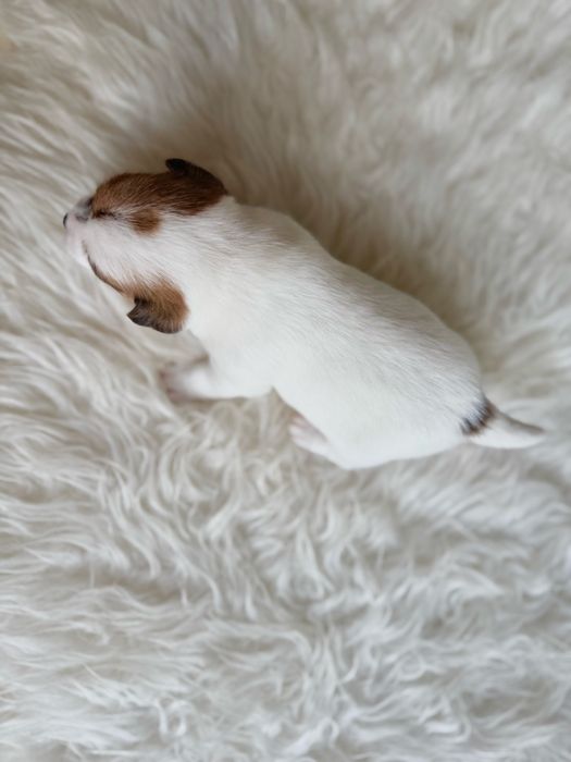 Jack Russell Terrier- biało-brązowa Sunia ZkwP FCI