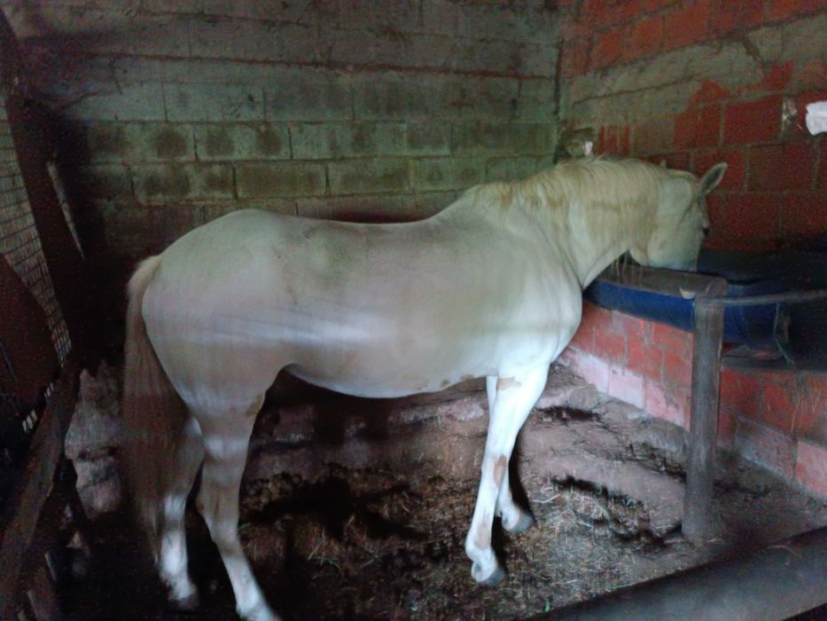 Passeio e batismo a cavalo