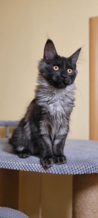 В продажі клубні кошенята 
 Мейн-кун
 Black smoke
 З документами.