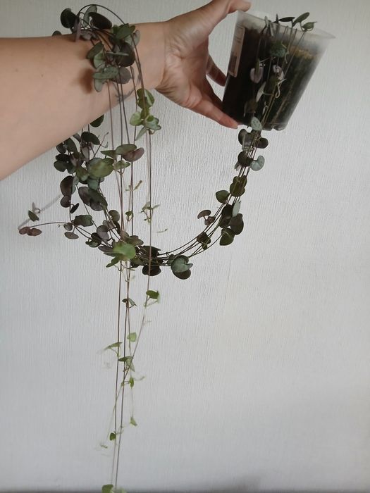 Ceropegia woodii Serduszka Kwitnie