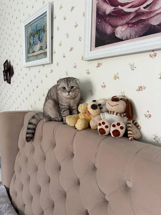 Зник висловухий кіт
