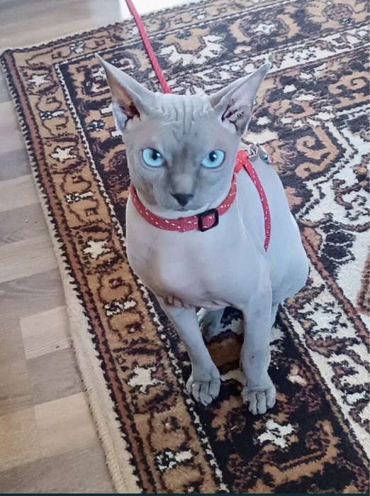 Канадський сфінкс