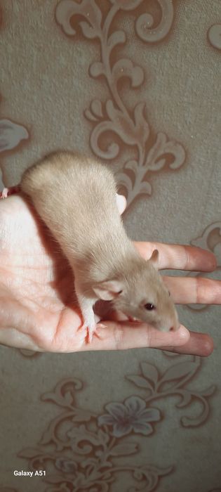 Крысята дамбо рекс крыса