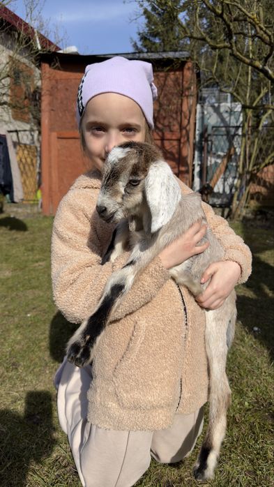 Kozie mleko swieze codziennie