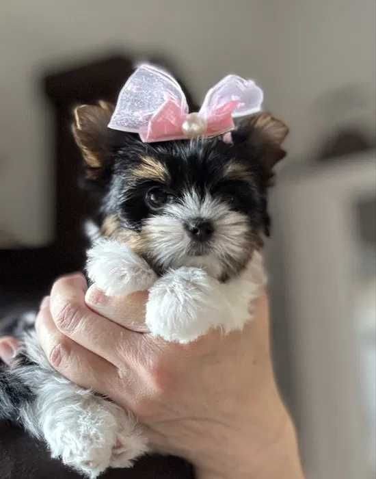 Biewer Terrier femea