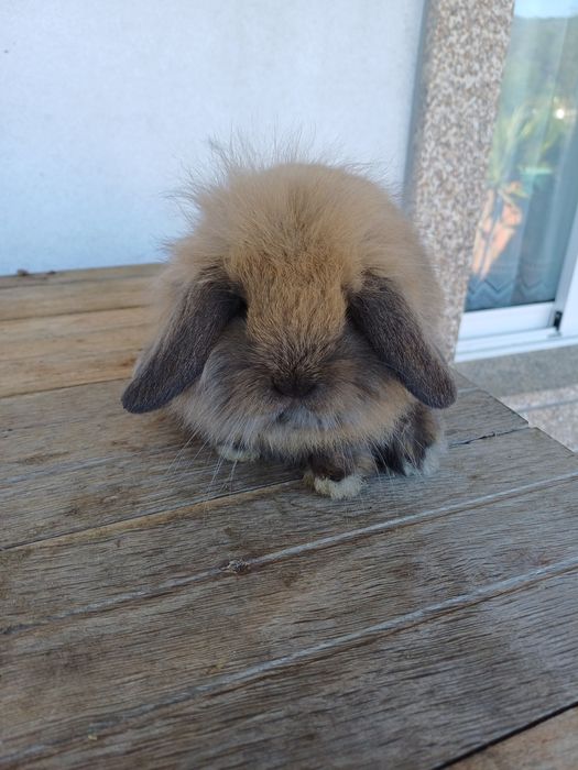 Coelhos anões nascidos em Janeiro