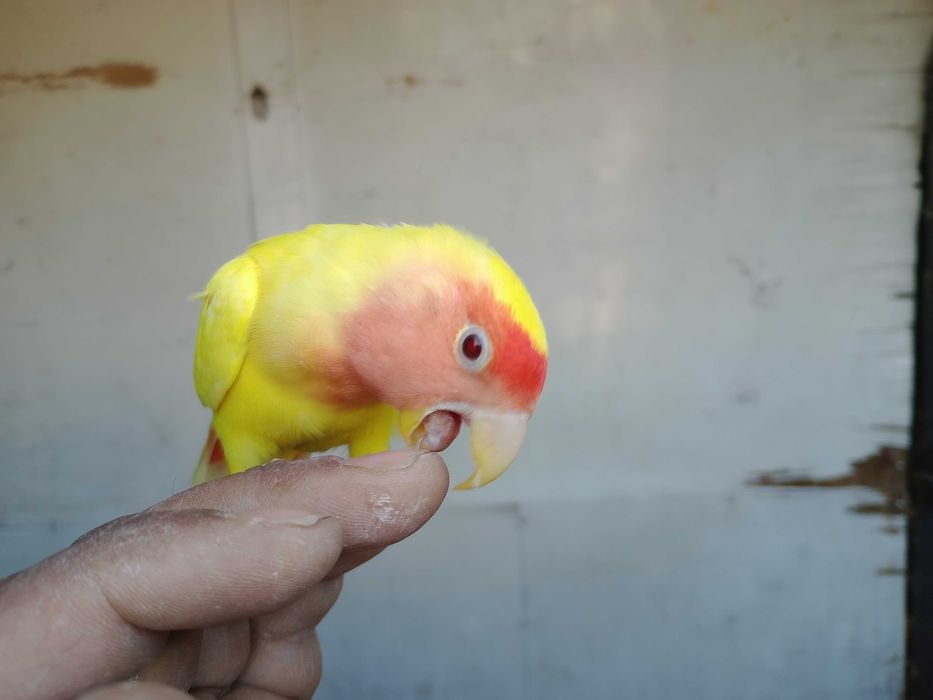 Vendo rossicoolis criados a mão meiguinhos