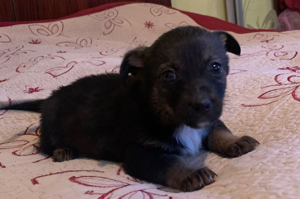 Віддам, в добрі руки