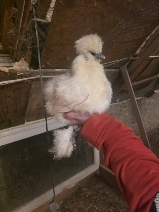 Kury rosy kury silki kury araukany naturalne ekologiczne kury