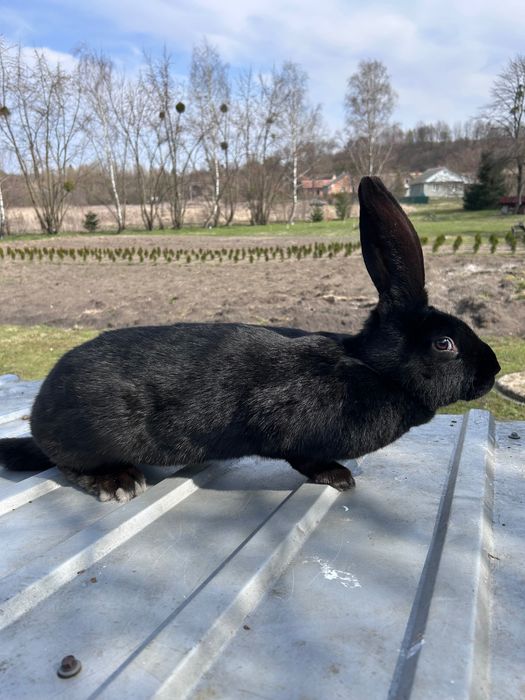 Кролики хорошої лінії