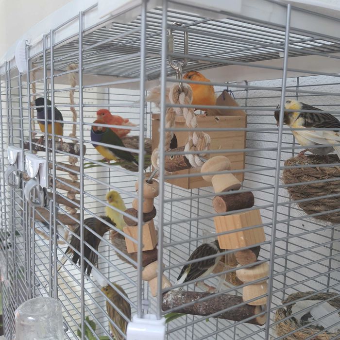 Vendo aves + gaiola grande e acessórios