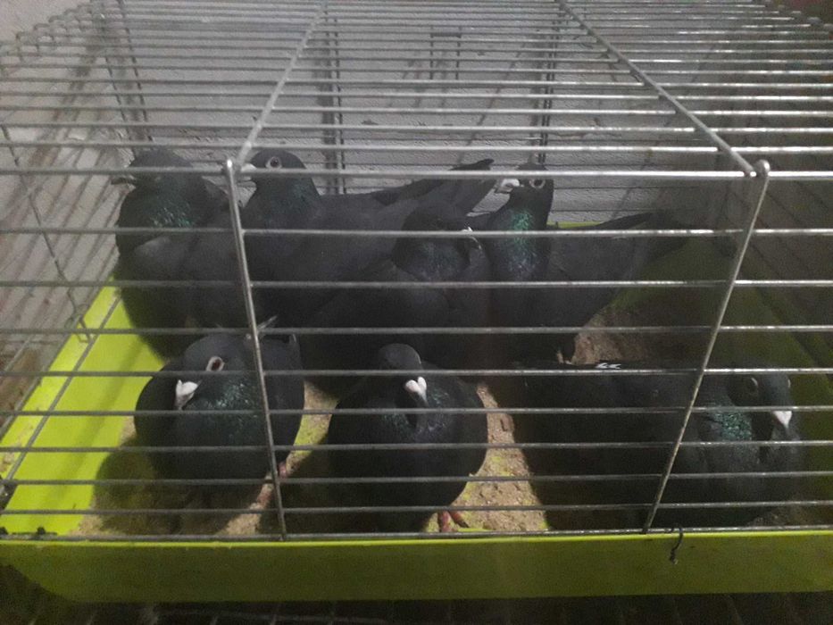 Gołębie pocztowe obroczkowan czarne