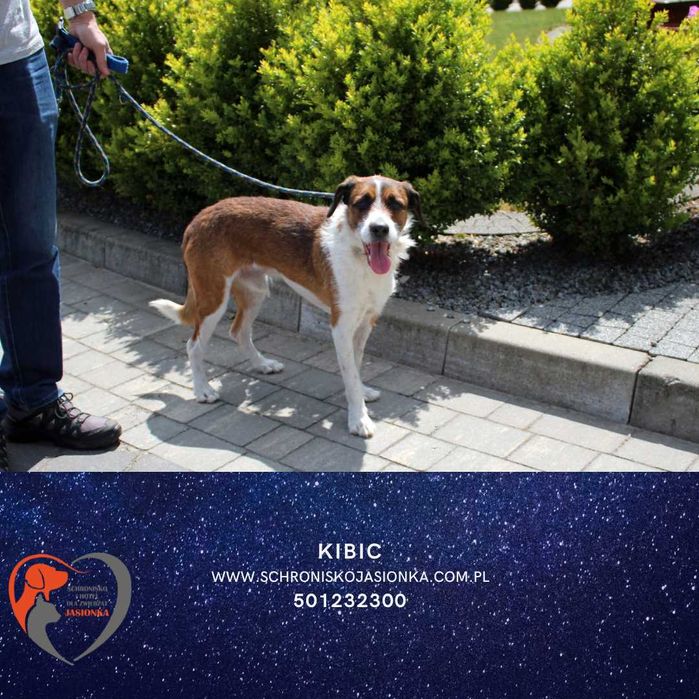 Kibic -do adopcji