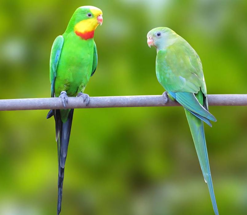 Barraband aves novas
