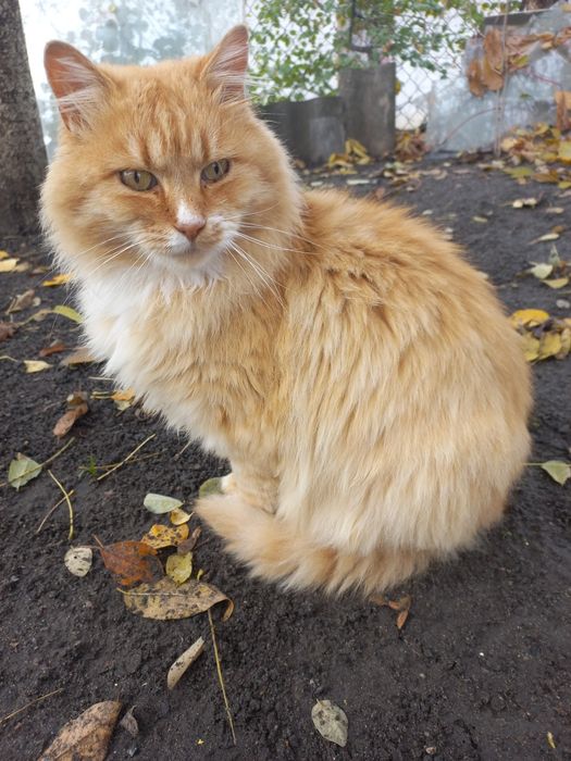 Рижий красень в добру сім'ю