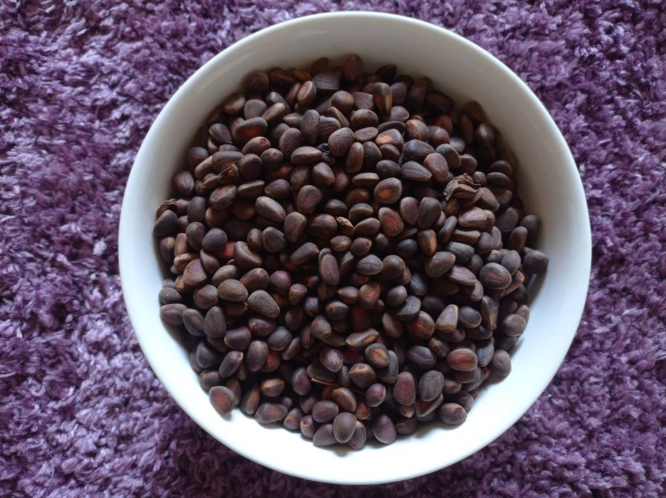 Сіянцы  Кедр сибірский,Джерарда, Арманди,Стелюх