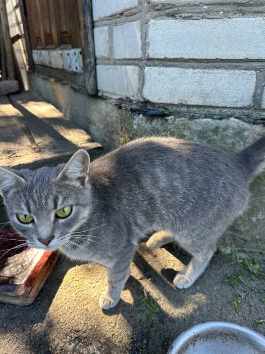 Котеннята (безкоштовно віддам)