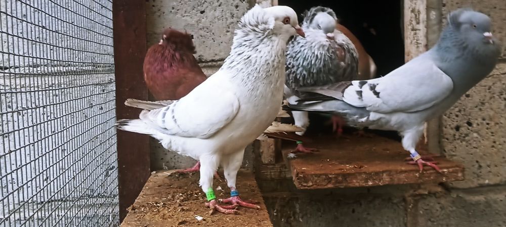 Sprzedam samice falkę