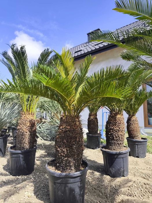 Cycas revoluta 40-50 cm pnia 120-140 cm całkowita
