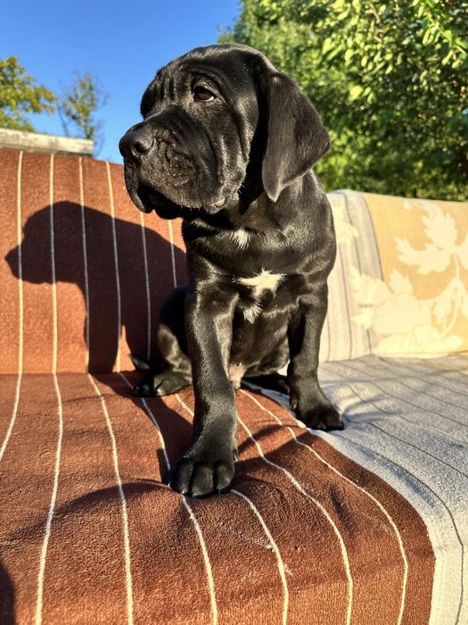 Племінний щенок Кане Корсо, чорний хлопчик 2,5міс