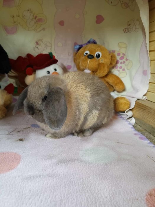Sprzedam króliczki mini loop mini lop