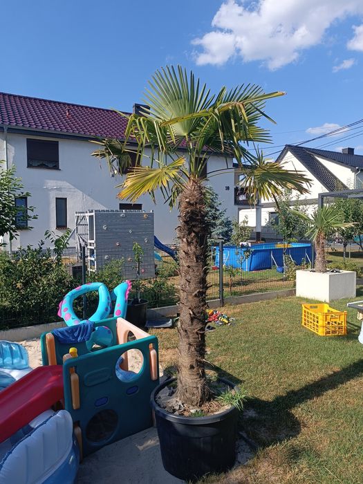 Palmy Daktylowiec Kanaryjski,trachycarpus fortunei ,wagnerianus,Waszyngtonia,Cykas Revoluta wyprzedaż ogrodu