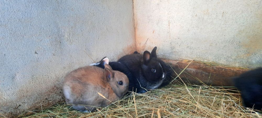 Coelhinhos Anão bebés