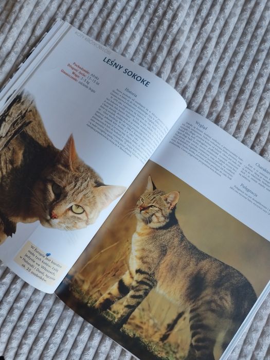 Koty rasy z całego świata