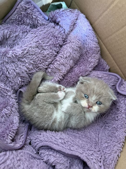 Вязка шотландский кот( скоттиш-фолд)
