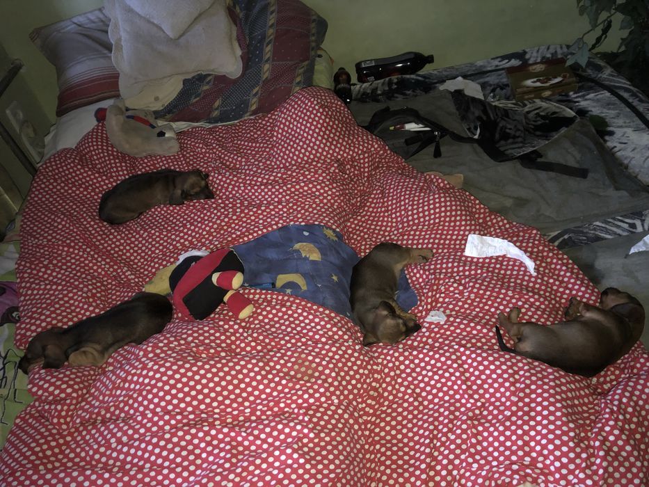 Такса цуцики щенята собака