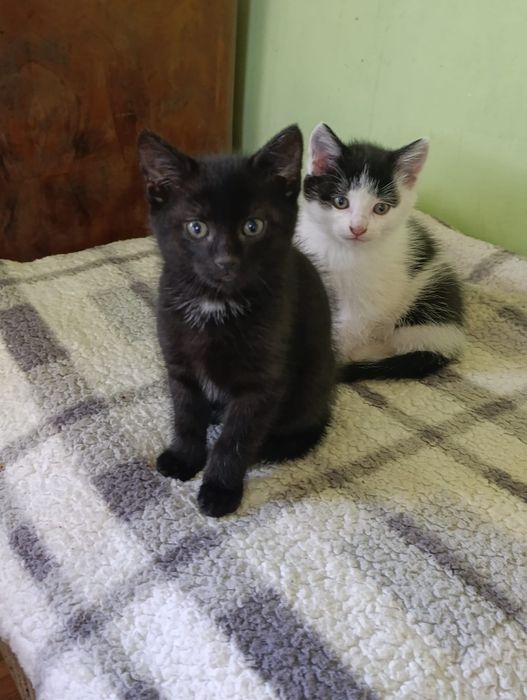 Kocurki do adopcji