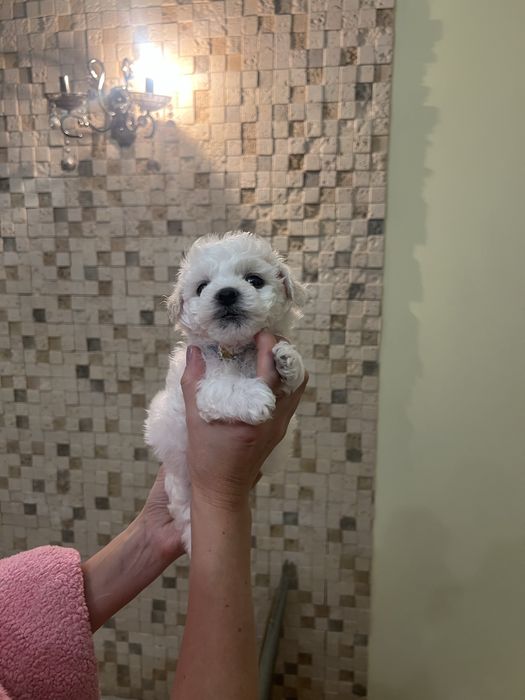 Продам міні бішон хлопчик