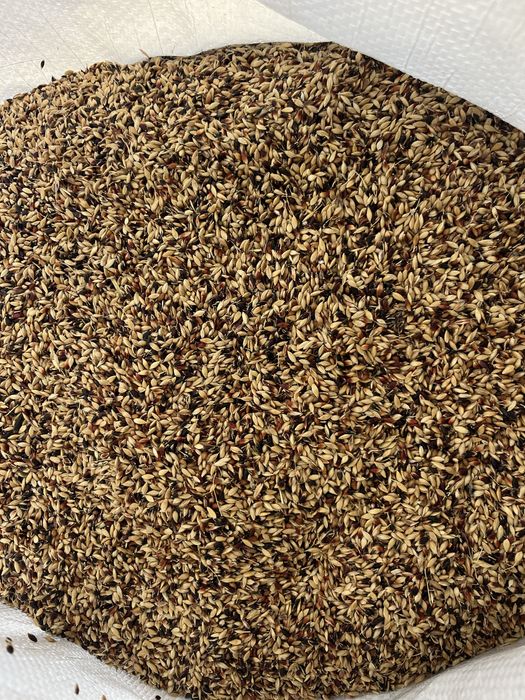 Повісний матеріал ! Насіння суданки