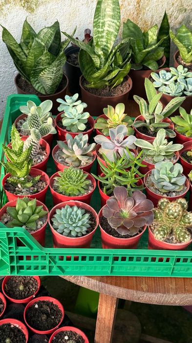 Plantas cactos e suculentas